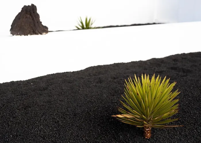 Delmar - Sama Charco del Palo